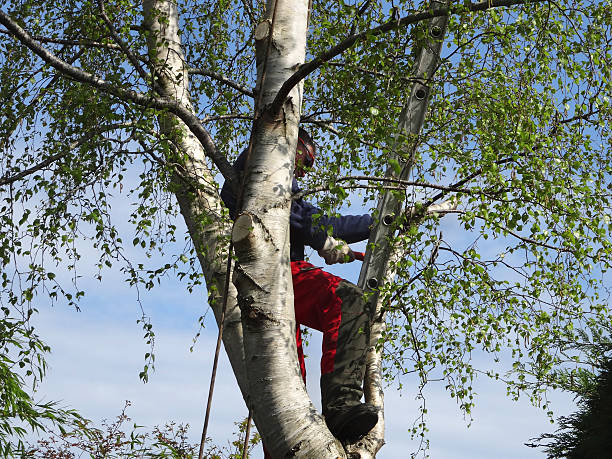 Best Tree Disease Treatment  in Summerset, SD